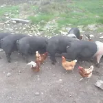 Tethera At Coal Yeat * Spark Bridge