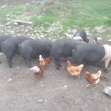 Tethera At Coal Yeat * Spark Bridge